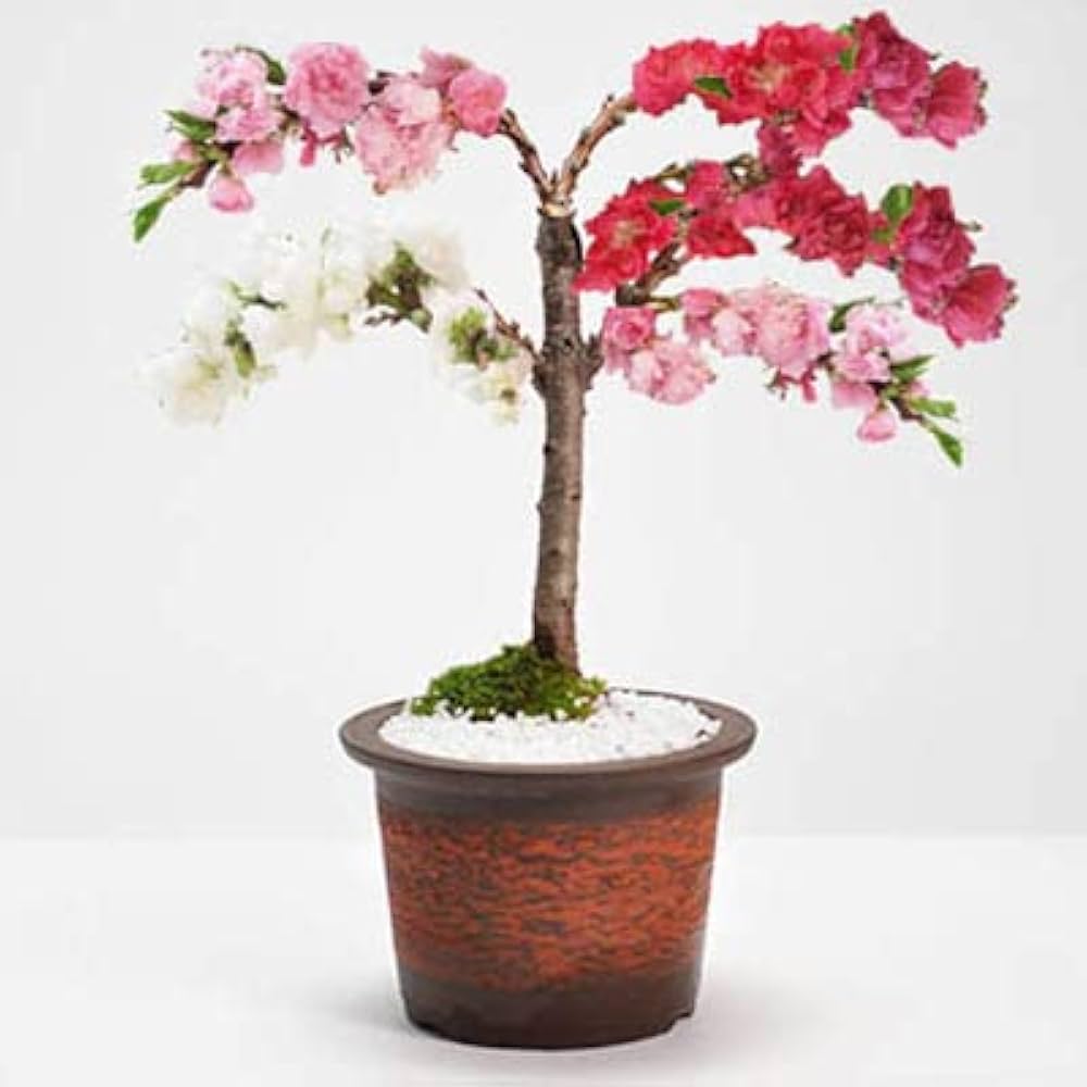 Amazon.co.jp: 盆栽妙 ハナモモ 花桃の盆栽 花の咲く盆栽 : DIY